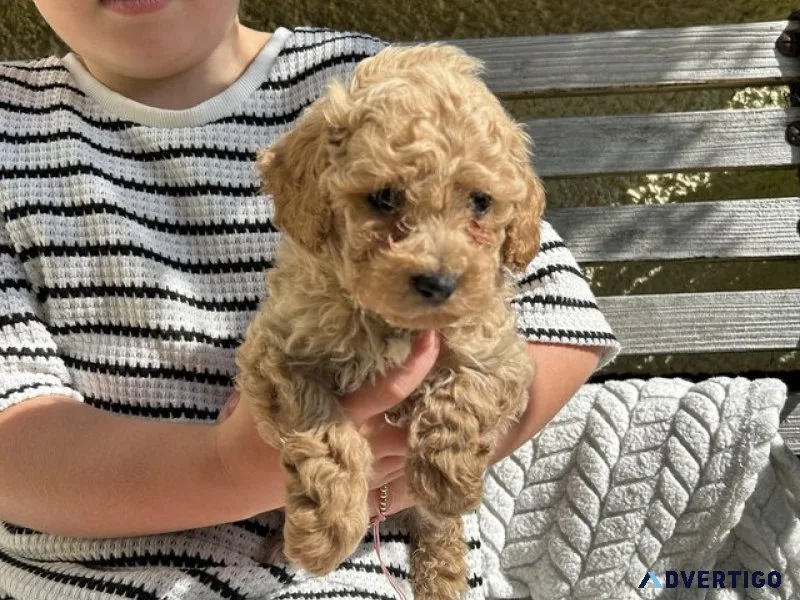 Pocket-sized love&personality: meet our toy poodle