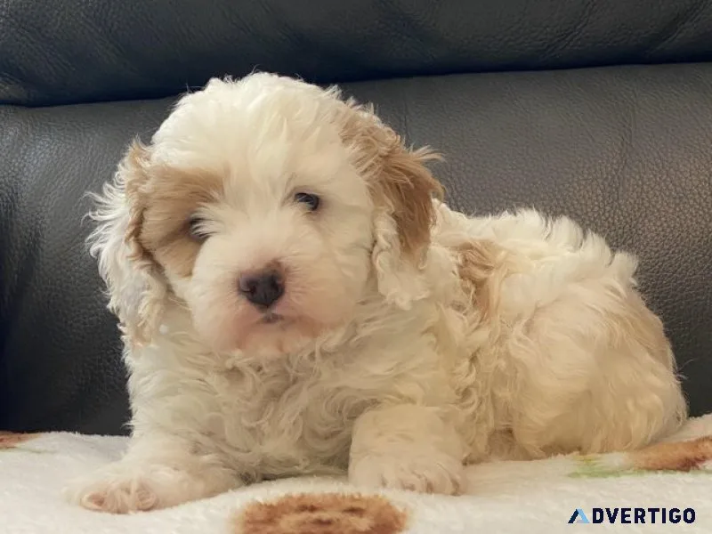 Stunning, unique, parents health tested, cavapoo pups