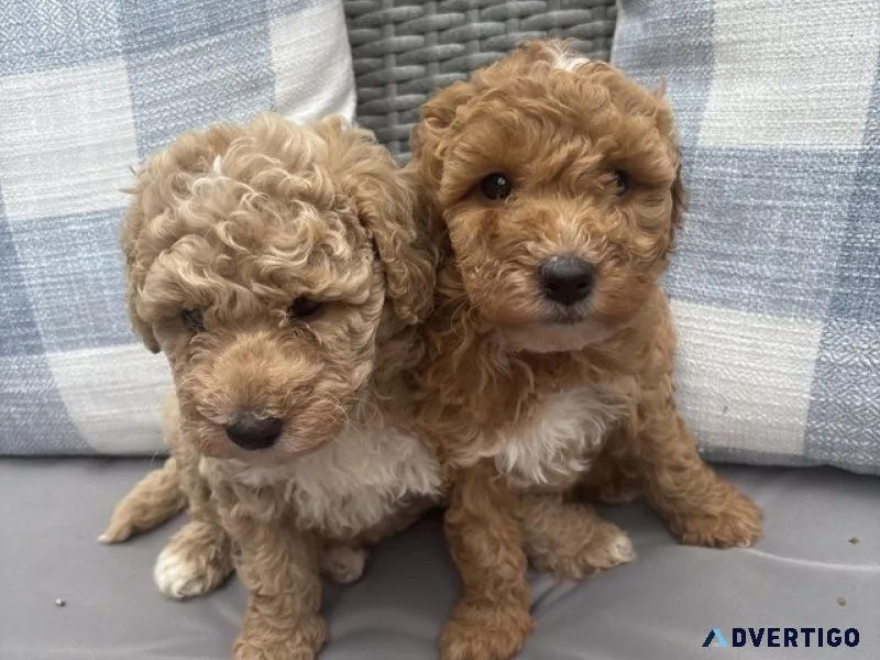 Toy poodle pups/licensedbreeder/fullyhealthtested