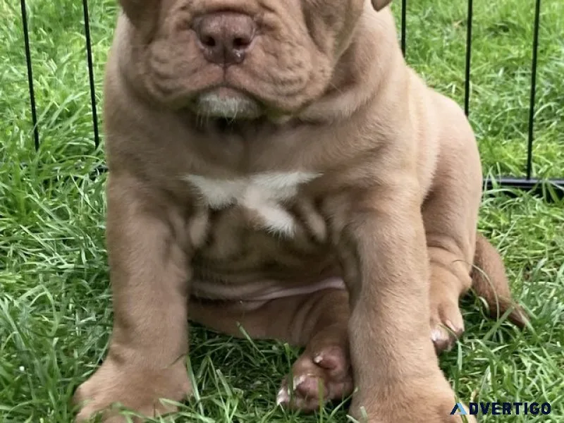 Bulldogs pups for sale, 