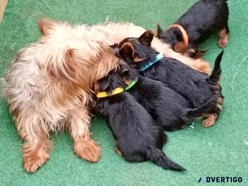 Yorkshire terrier puppies