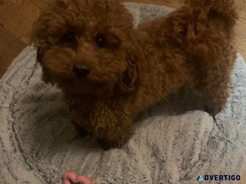 Extensively health tested deep red toy poodle stud