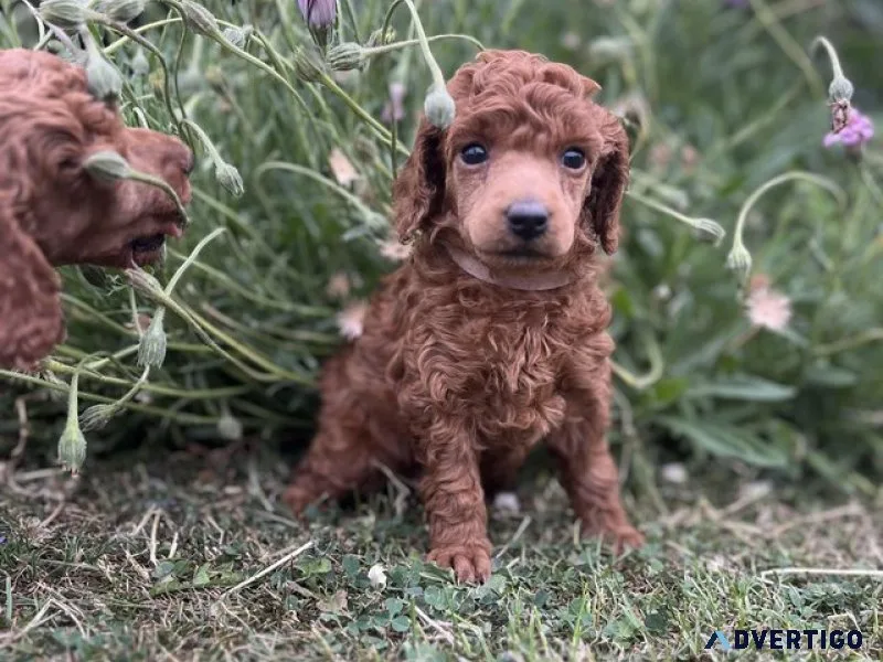 Beautiful kc registered red miniature poodle puppies