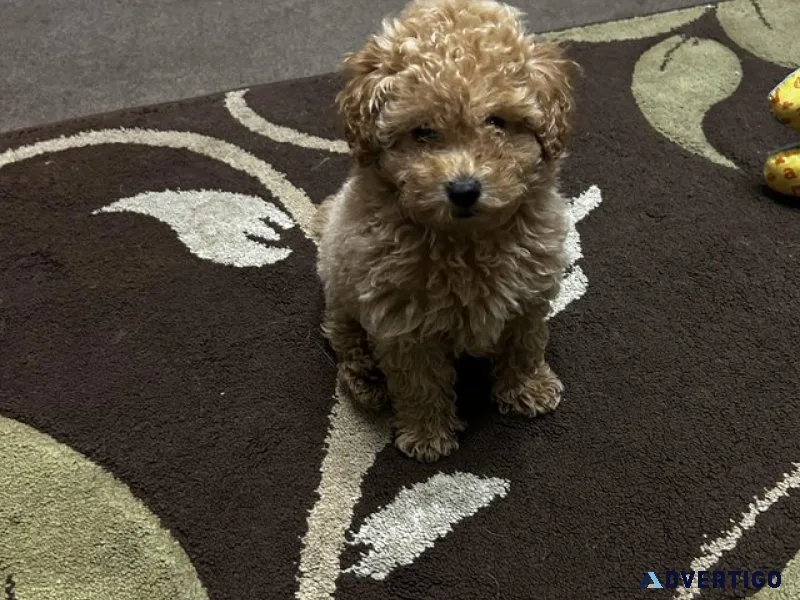 Pocket-sized love&personality: meet our toy poodle