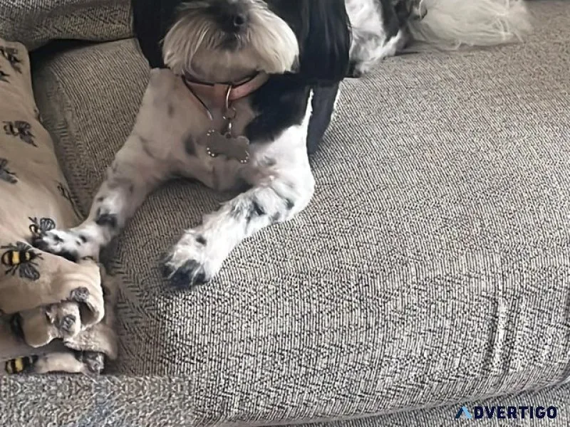 Looking to rehome my shihpoo