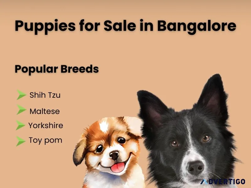 Healthy puppies in bangalore – aubreecoin