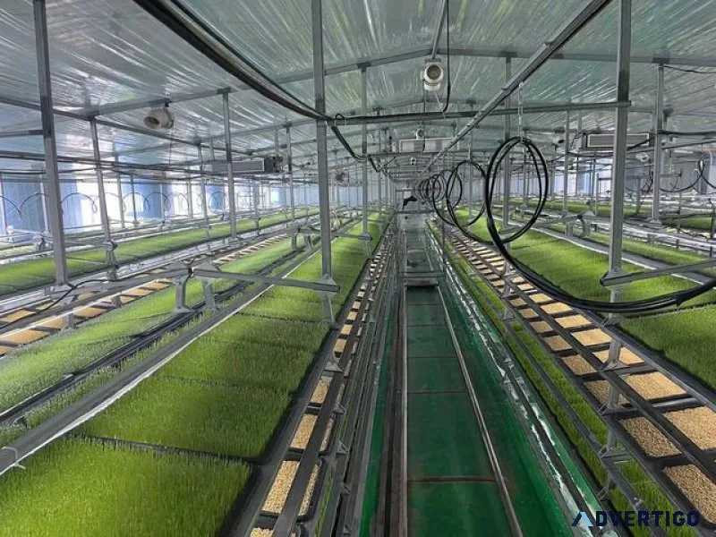 Hydroponic fodder system for feeding livestock