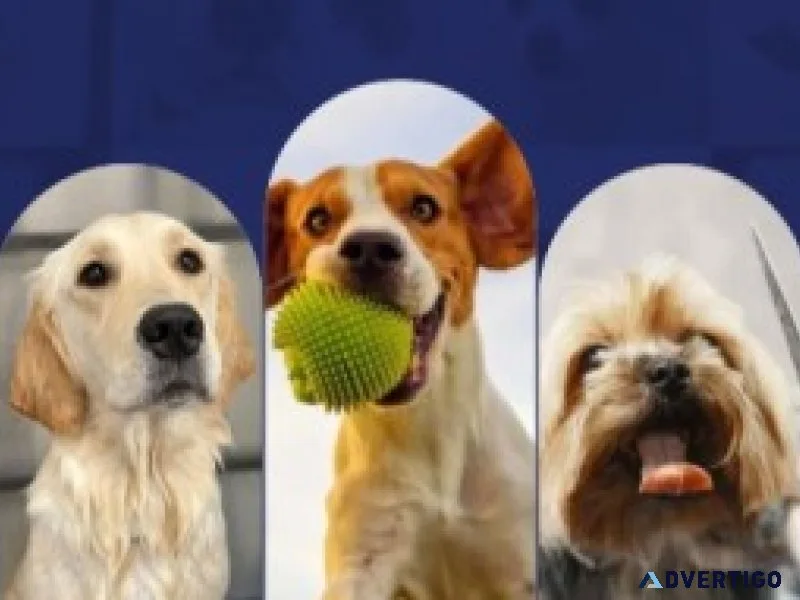 Pet grooming bangalore