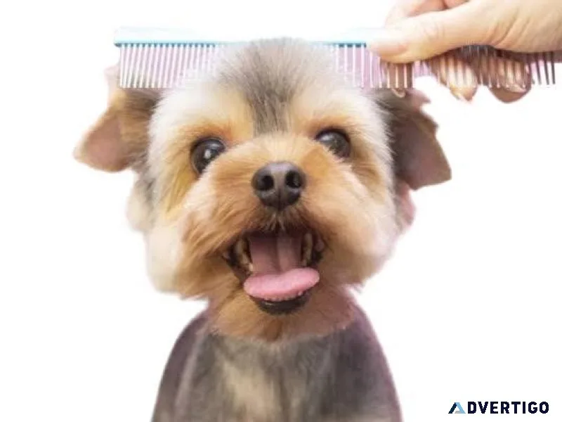 Dog grooming near me in hyderabad - thepetnest