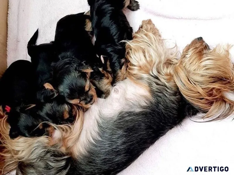 Yorkie puppies for new homes