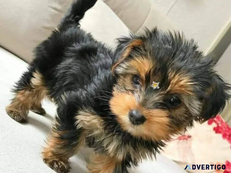 13 weeks old yorkie available for new homes