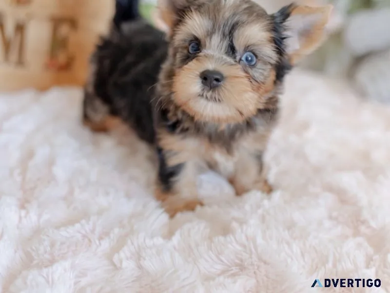 Ready for adoption 🐶❤️ meet our adorable yorkie puppies