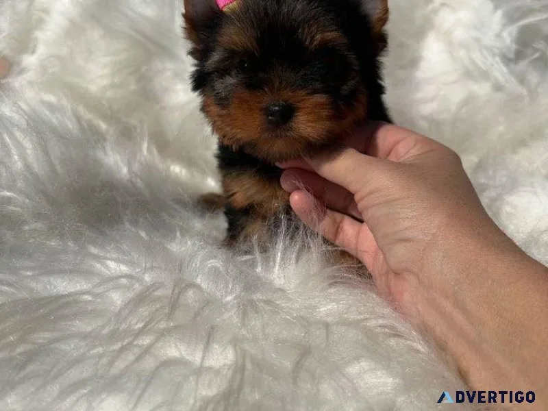 Female yorkie puppies ready for adoption