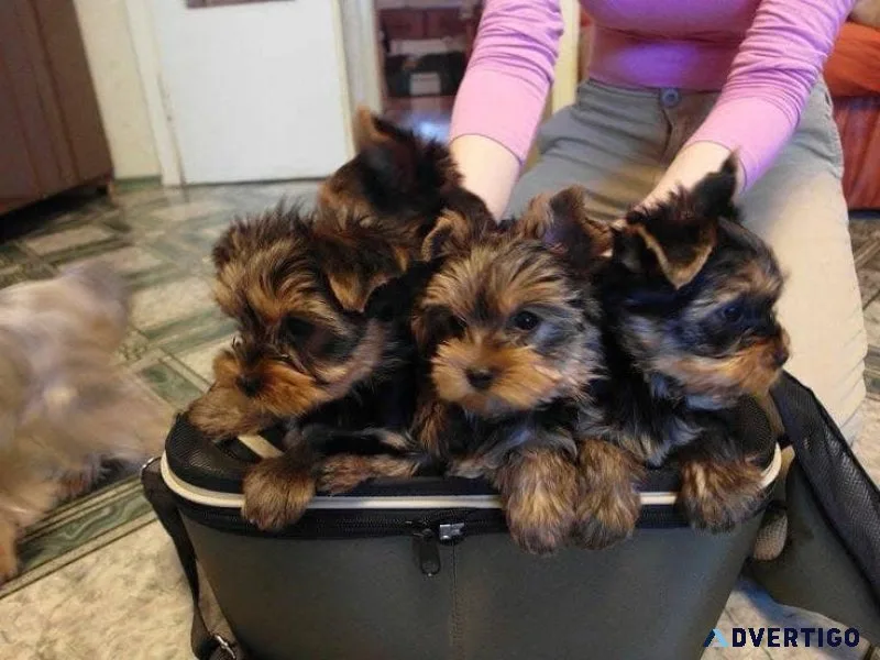 Yorkie puppies available for adoption