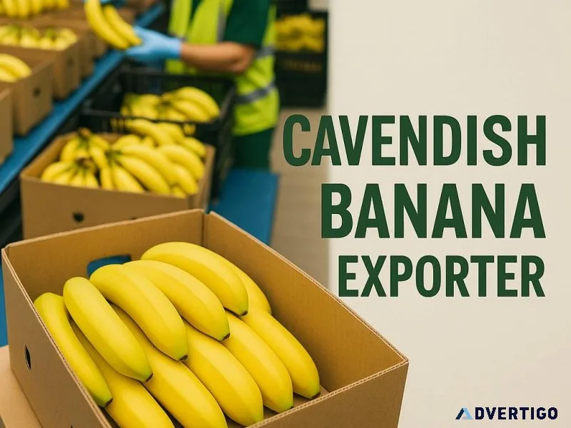 Green gold of india – trusted name in cavendish banana exporter