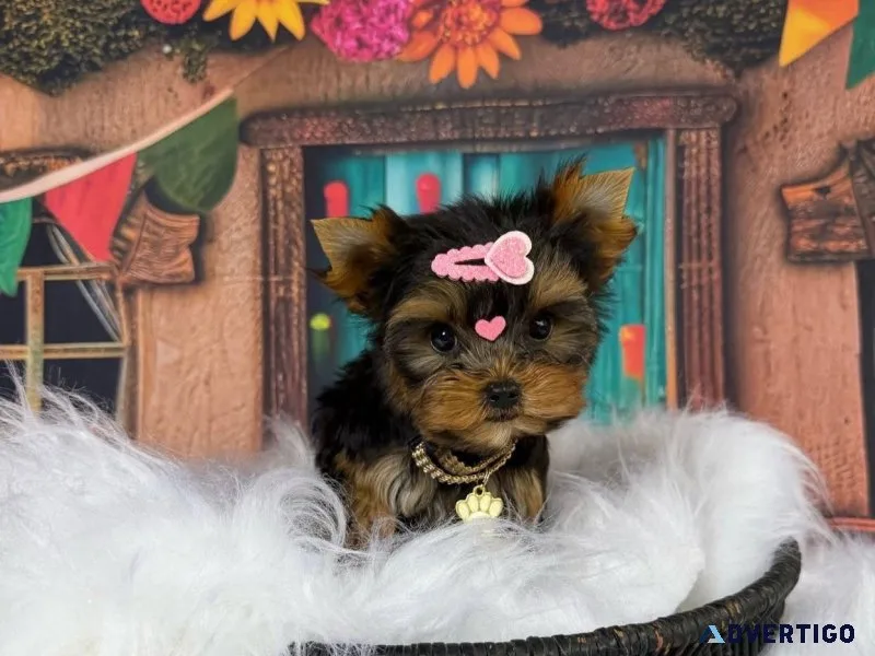 Yorkie puppies for adoption