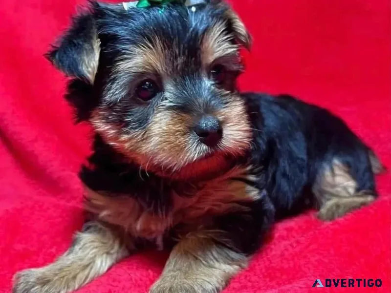 🐾 meet rex — our sweet 11week-old yorkie looking for home