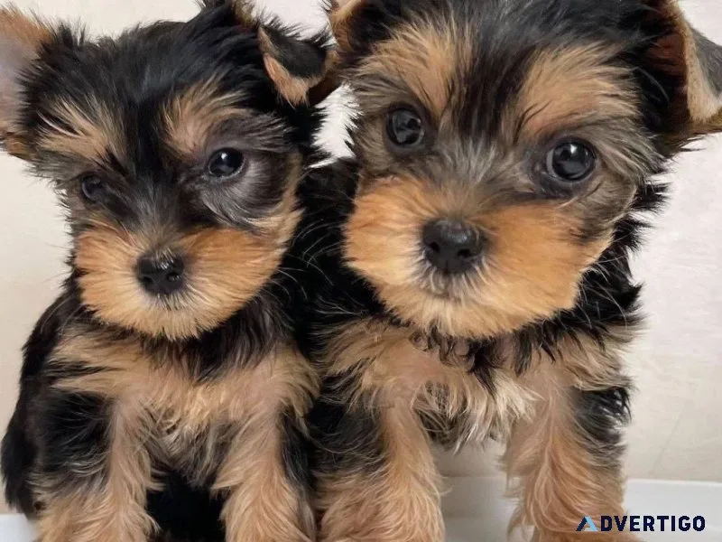 Affectionate teacup yorkie puppies