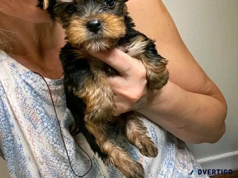 Yorkie puppies available