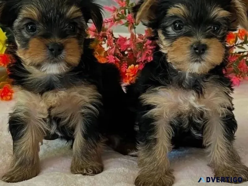 We have beautiful teacup yorkies ready for adoption