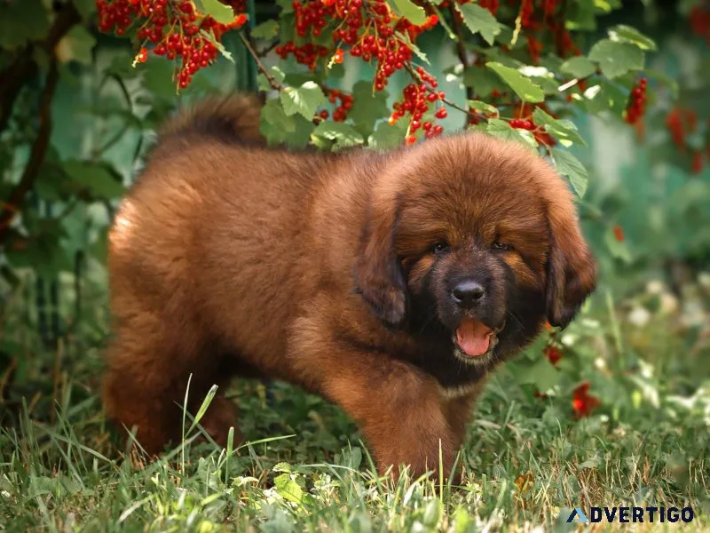 Adorable tibetan mastiff puppies for sale