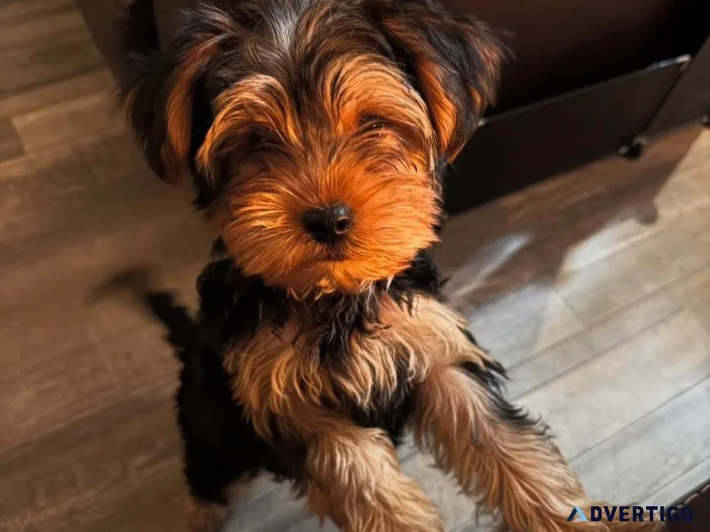Teacup yorkie puppies