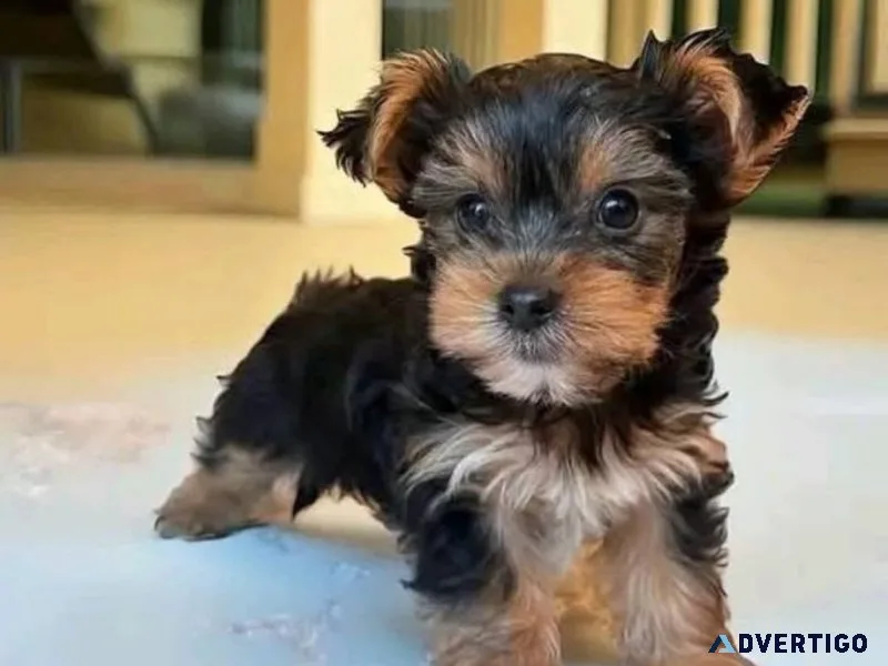 12 weeks old teacup yorkie puppies