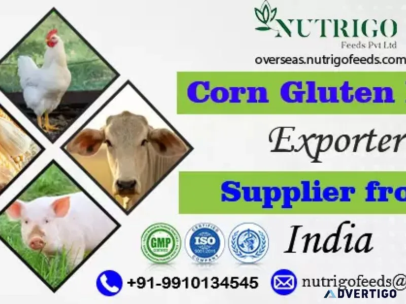 Trusted corn gluten feed exporter from india to vietnam