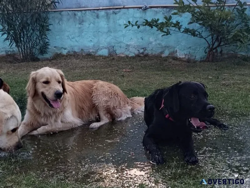 Best dog play school in gurgaon - outdoor freedom & care