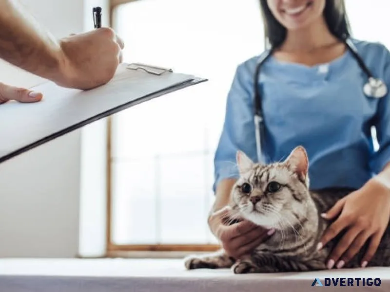 Treatment for cat itchy skin in ontario