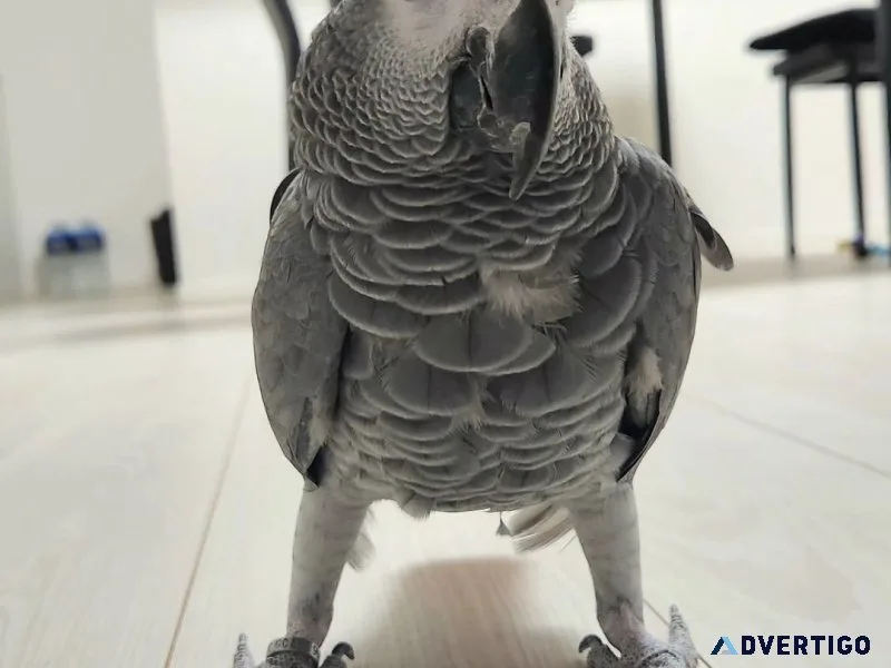 Welcome to silver ridge bird farm