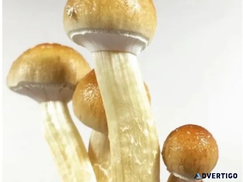 High-quality golden teacher spores – shop now