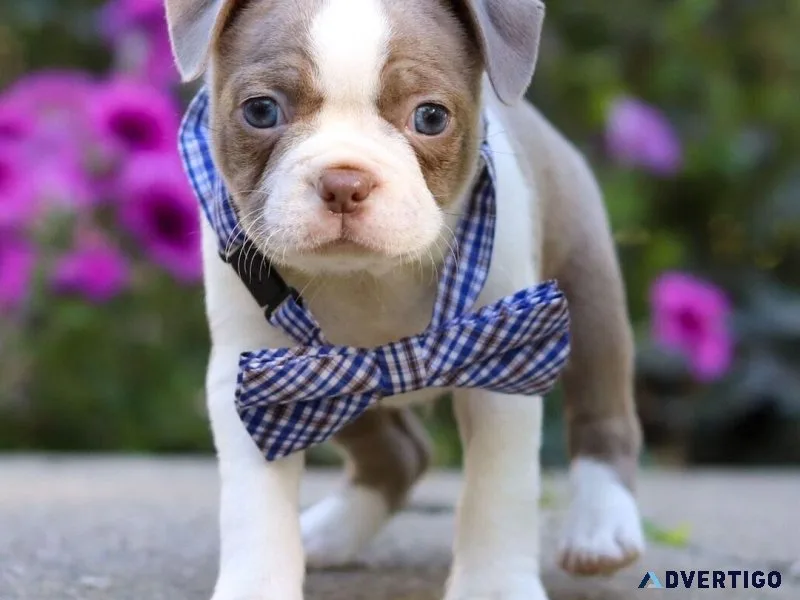 Adorable boston terrier puppies – ready for homes