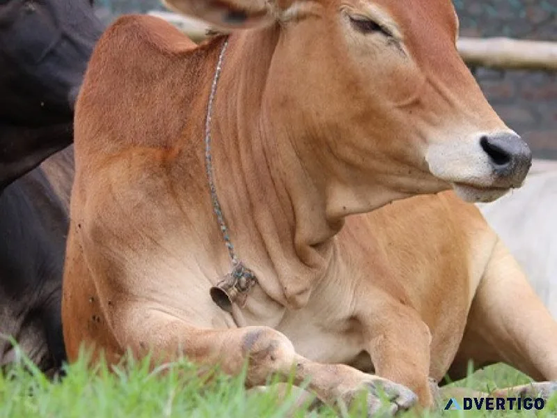 Gau seva