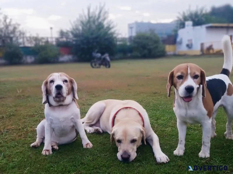 Safe & trusted dog boarding in gurgaon