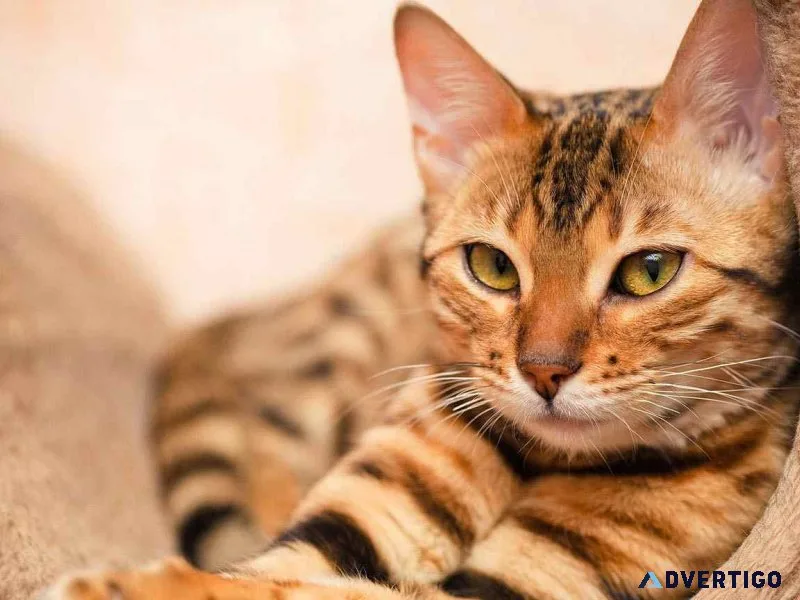 Pet relocation services in mumbai - lac relocations