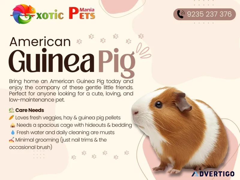 American guinea pig – a cute & gentle companion