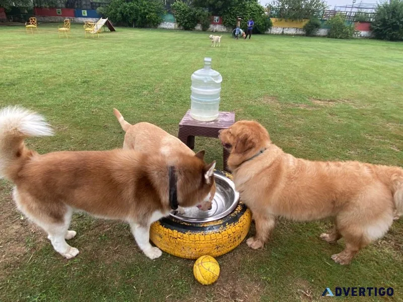 Gurgaon’s best dog park & pet-friendly café - visit today