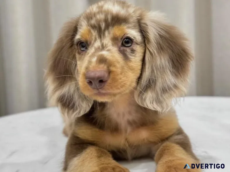 Dachshund puppies for adoption
