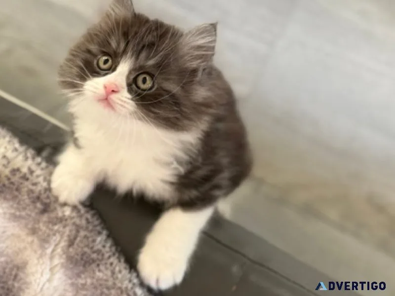 Persian kittens for adoption