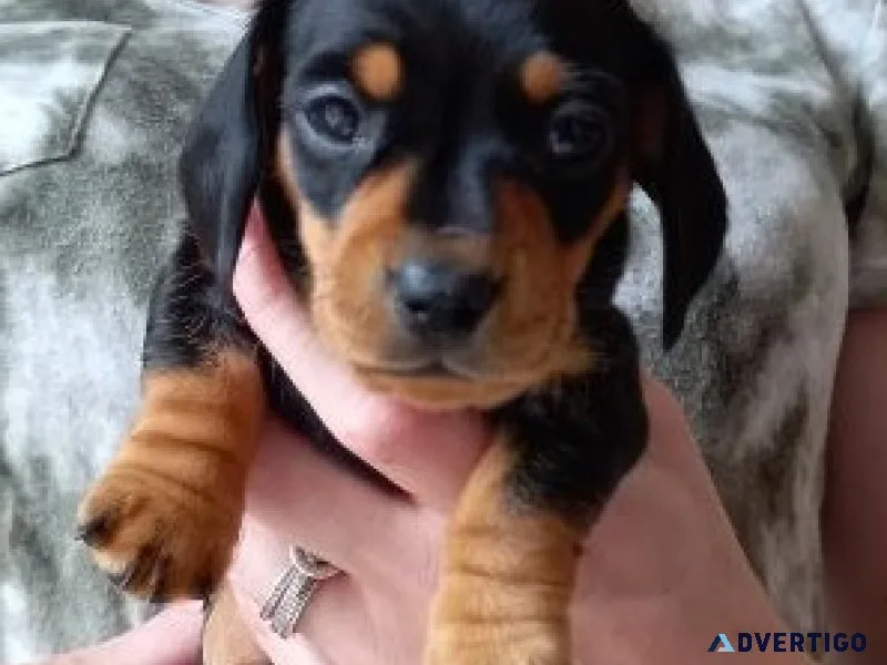 Lovely dachshund puppies