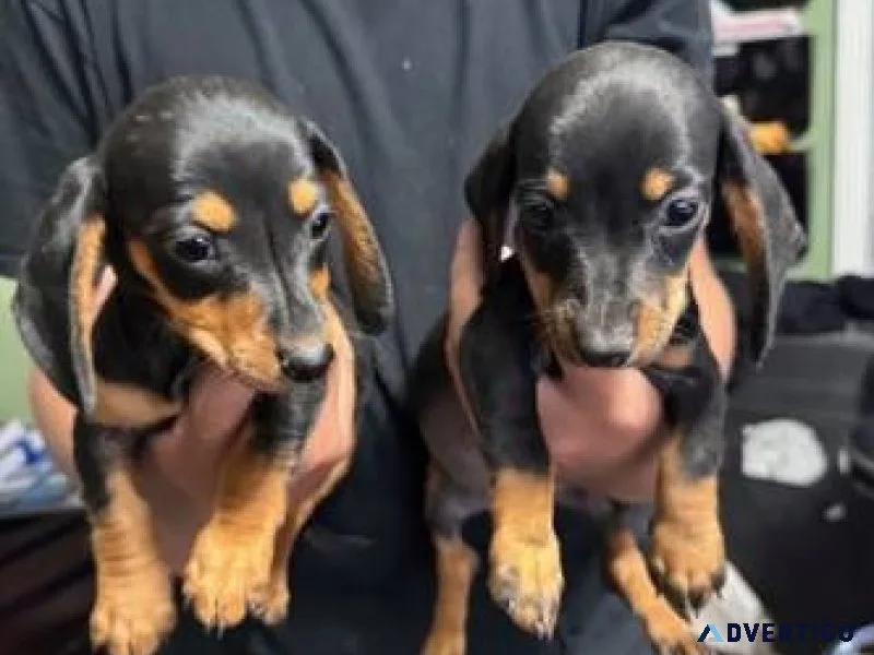 Mini dachshund puppies for adoption