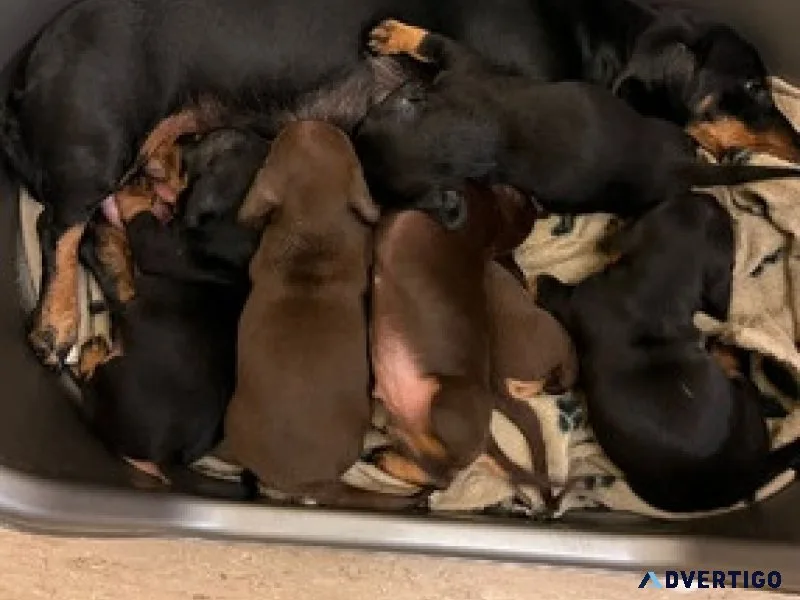 Phoenix dachshund puppies for adoption