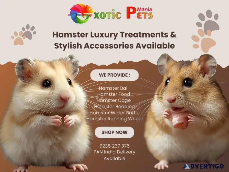 Syrian hamsters, cage, wheel & food – all in one place