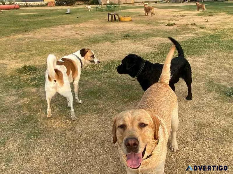 Kennel free dog boarding gurgaon | cage-free boarding & daycare