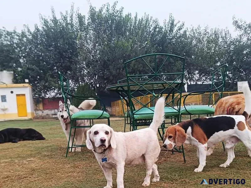 Dog playschool gurgaon sector 75 | swimming, playing & socializa
