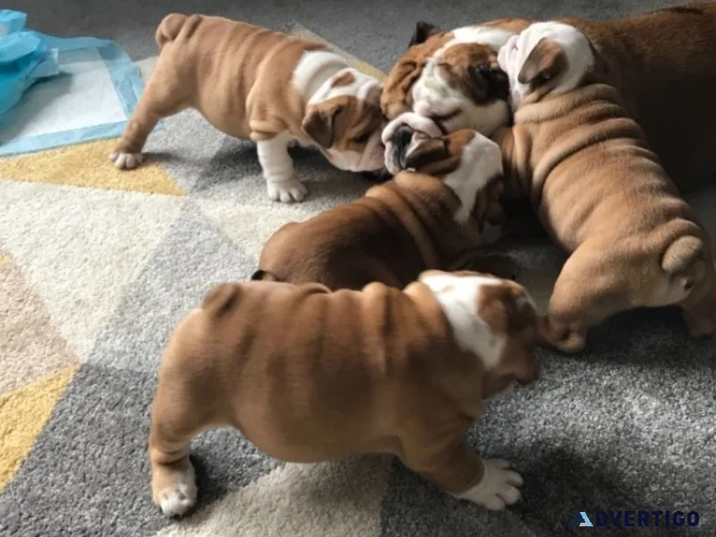 Mooie engelse bulldog pups beschikbaar