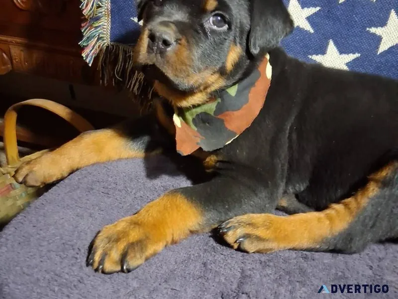 Amazing fluffy rottweiler puppies