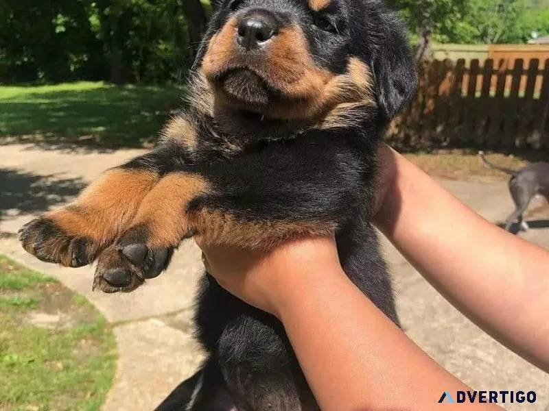 Well raised rottweiler puppies available for loving homes