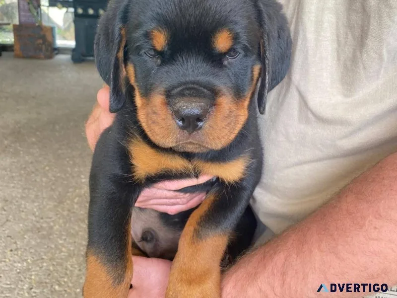 Spoiled rottweiler puppies available for adoption now